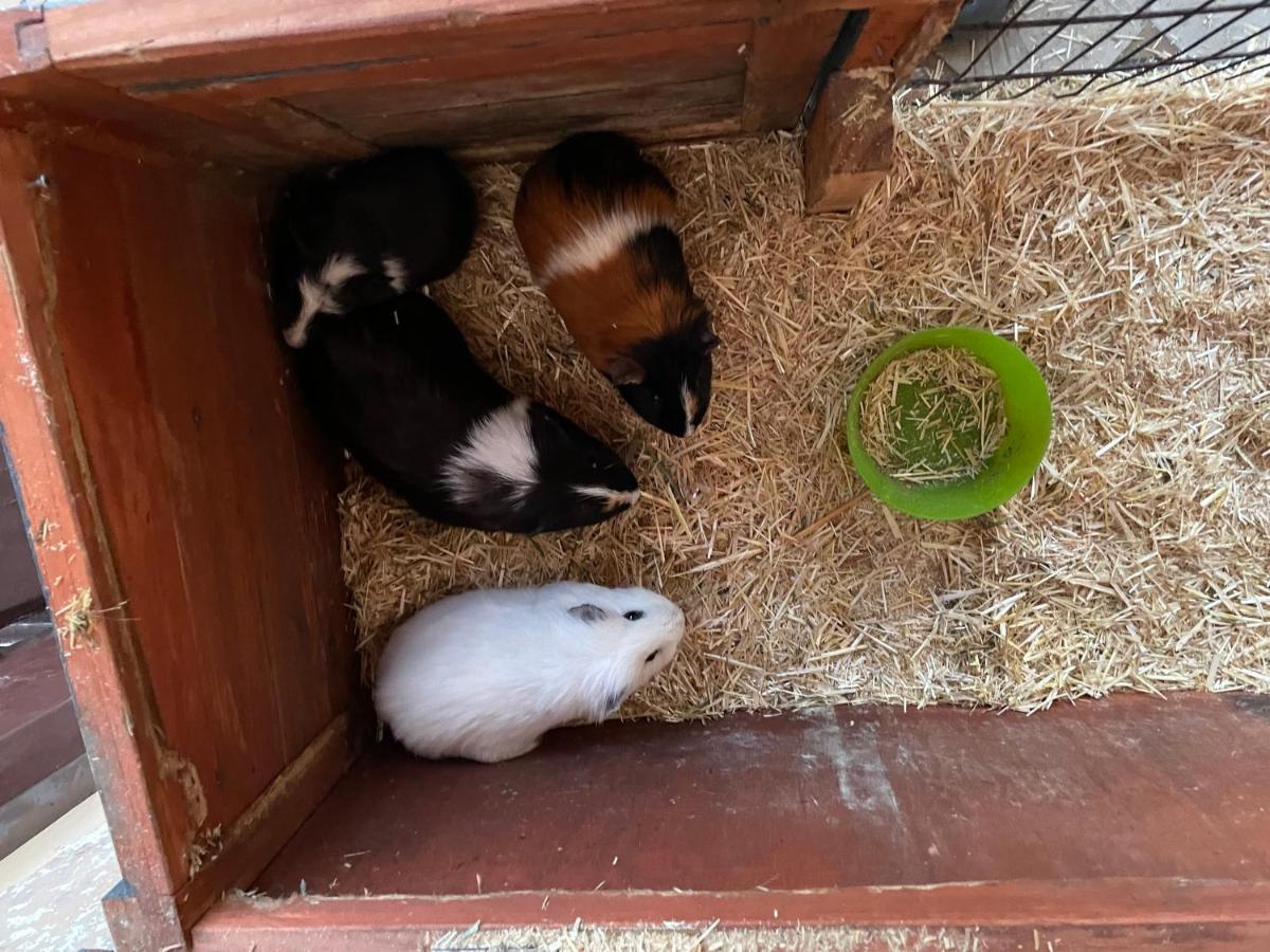 Schlafen Neben Den Kleinen Kaelbchen Im Kaelberiglu Bingum エクステリア 写真